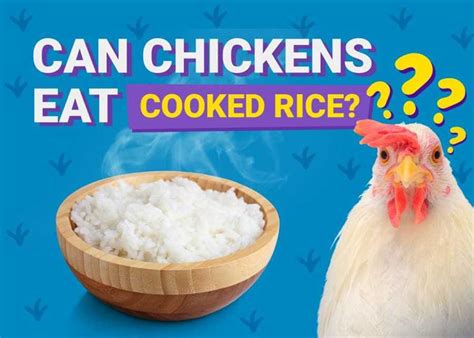 can you feed chickens cooked rice: