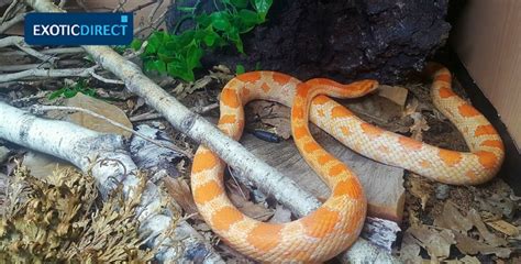 how often should i feed my corn snake: Exploring the Nuances of Corn Snake Feeding Schedules and Beyond