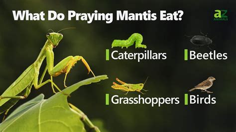 what do you feed a praying mantis